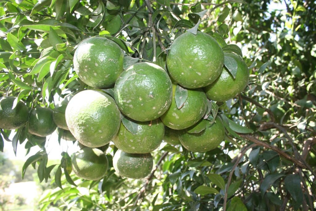 South punjab Multan agriculture History 10 14 Citrus