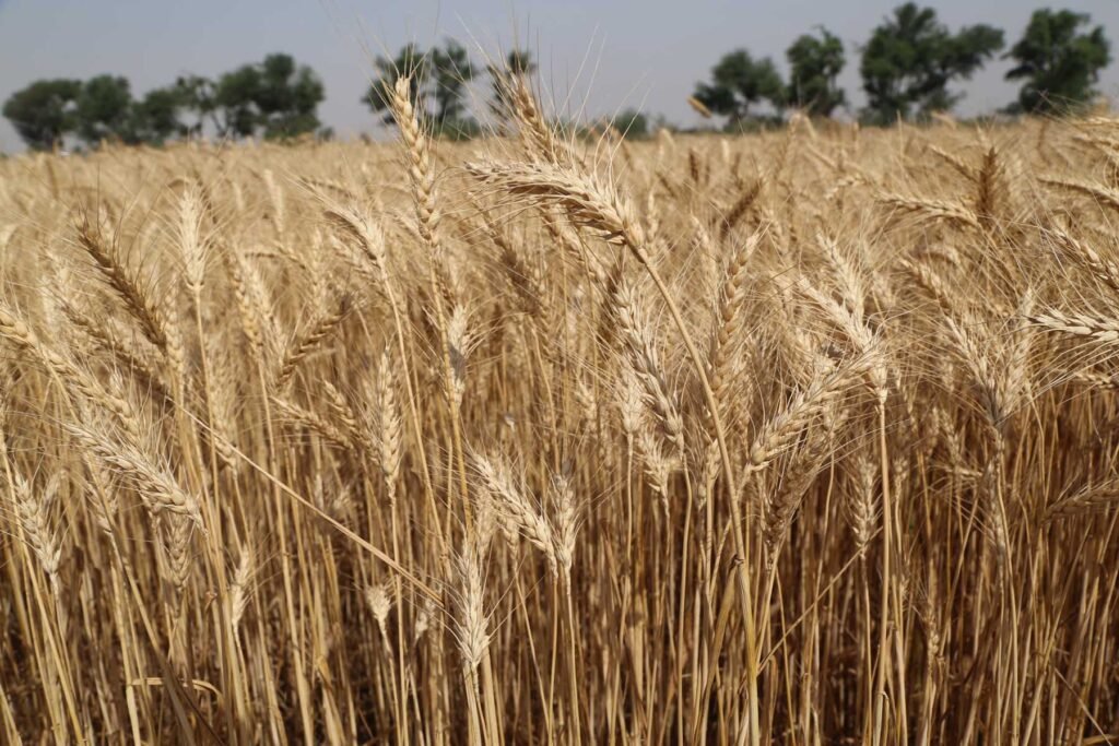South punjab Multan agriculture History 3 2 Wheat