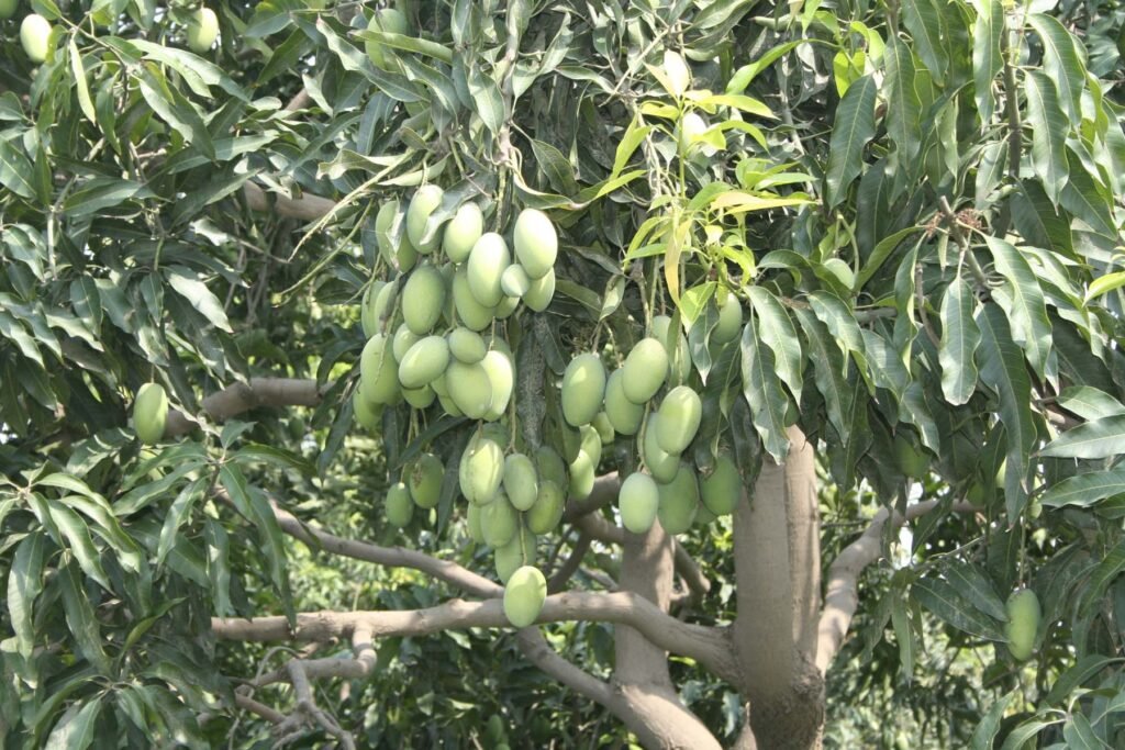 South punjab Multan agriculture History 7 5 Mango 1