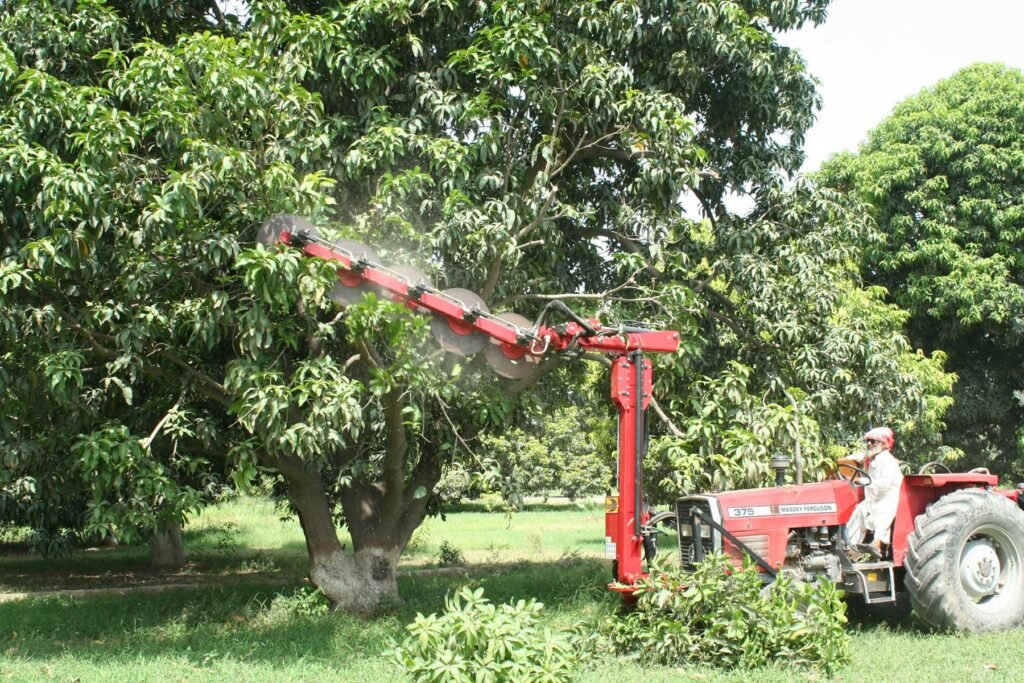 South punjab Multan agriculture History 8 5 Mango