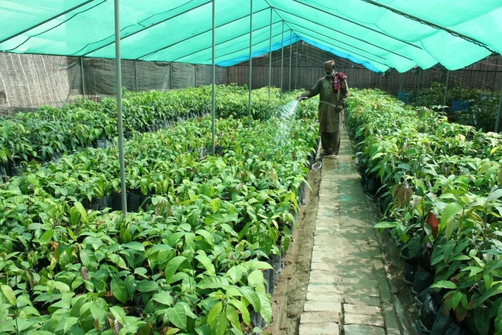 South punjab Multan agriculture History 6 5 Mango Nursery
