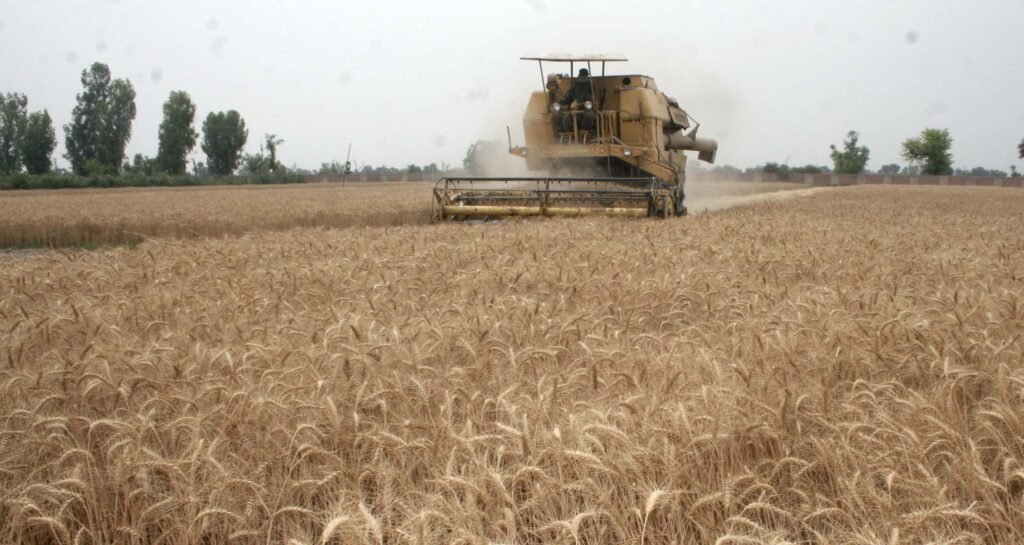 South punjab Multan agriculture History 5 5 Wheat1