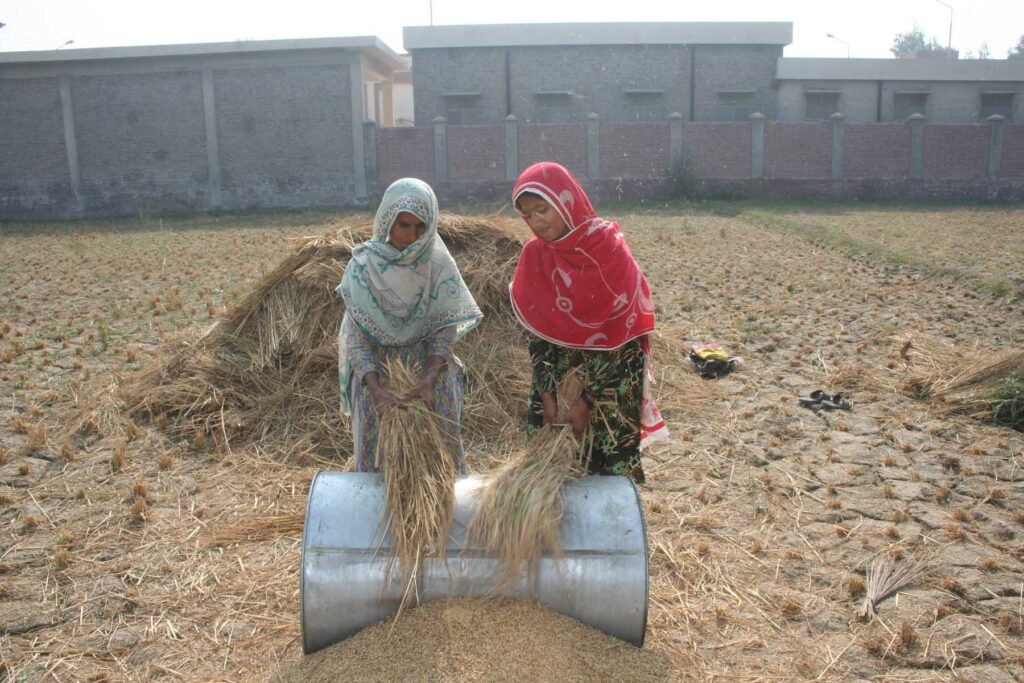 South punjab Multan agriculture History 4 7 Rice