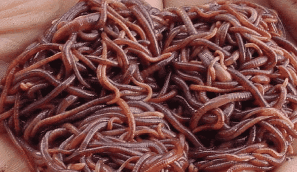 Vermicompost 1 R