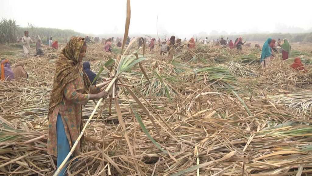 South punjab Multan agriculture History 11 Sugarcane