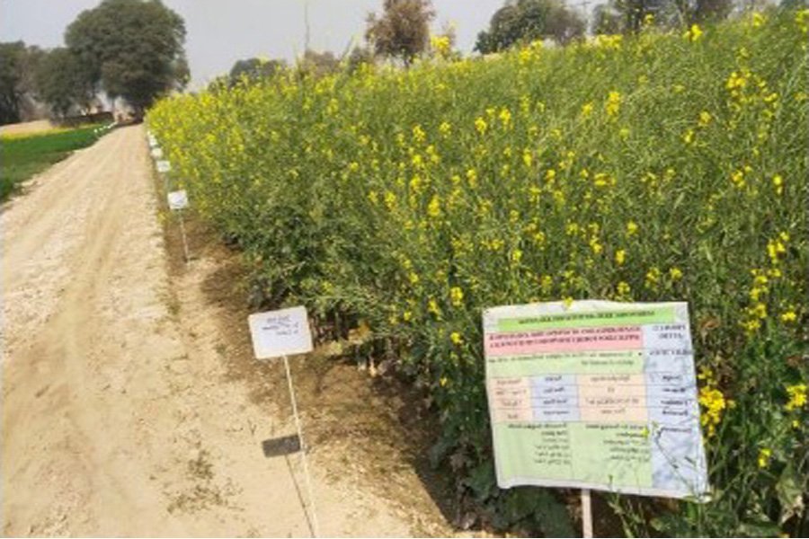 agronomy khanewal 3