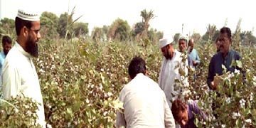 Statistician, Crop Reporting Service, Multan 1 crop reporting mtn kia hei 1 1