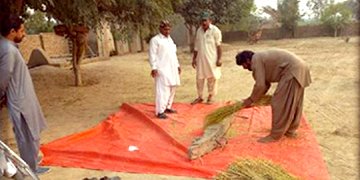 Statistician, Crop Reporting Service, Multan 2 crop reporting mtn kia hei 2 1