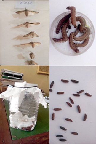 Home 24 entomology pic 1