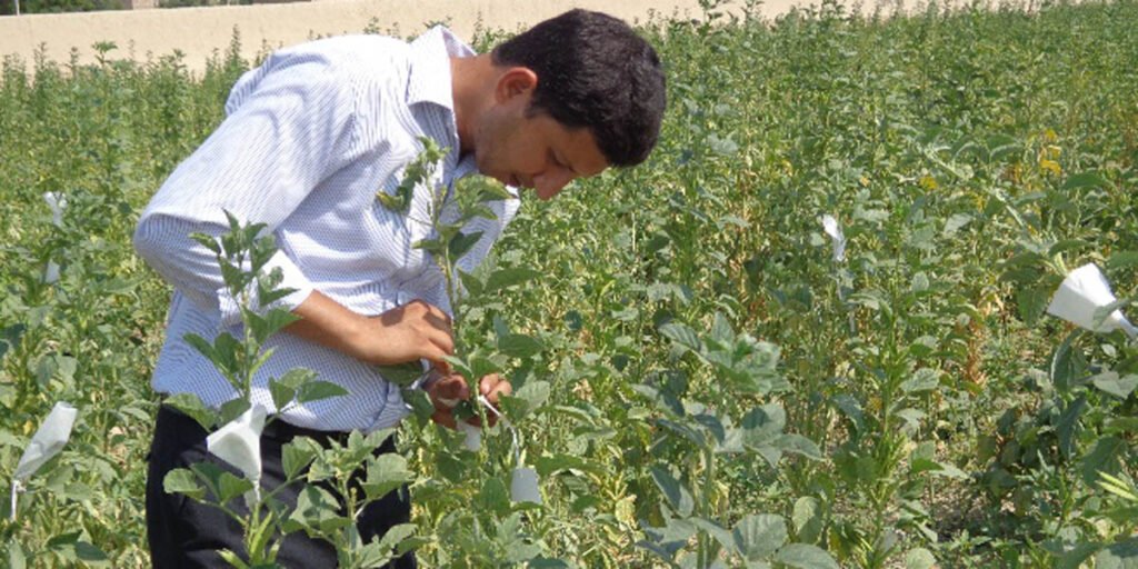 Principle Scientist, (Guar) ARS, Bahawalpur. 2 guar bwp 2