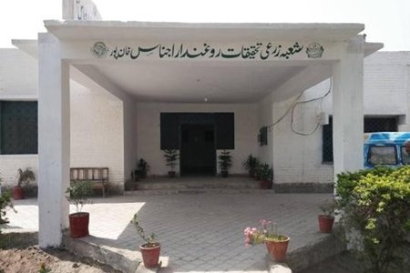 oil seed kahan pur 1