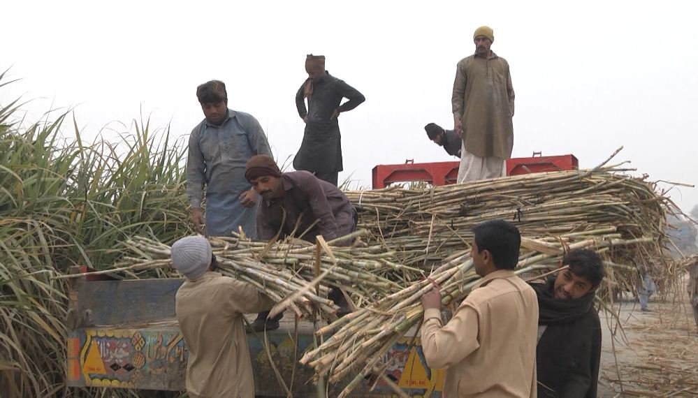 South punjab Multan agriculture History 12 sugarcane 2 1