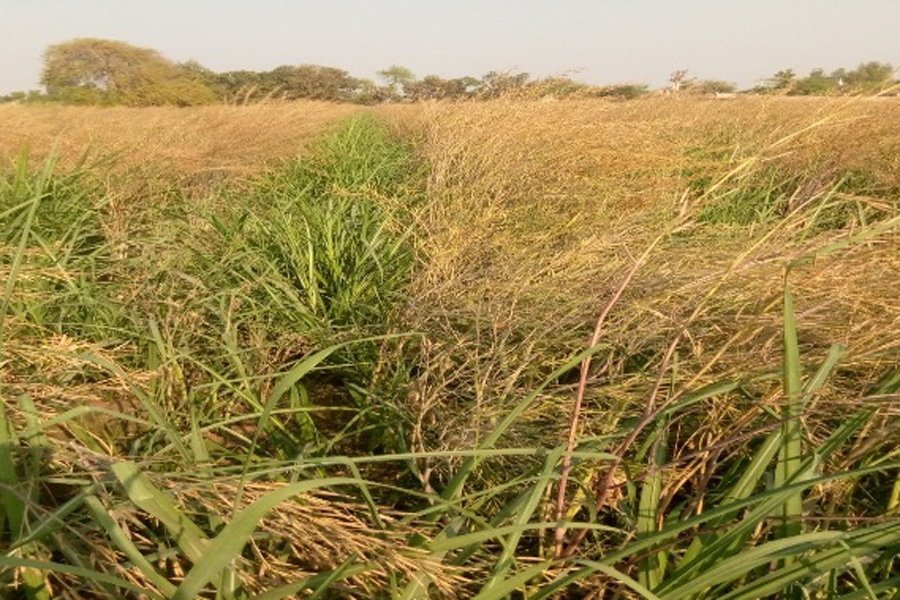 sugarcane khanpur 1