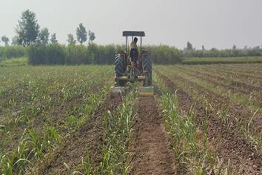 sugarcane khanpur 2