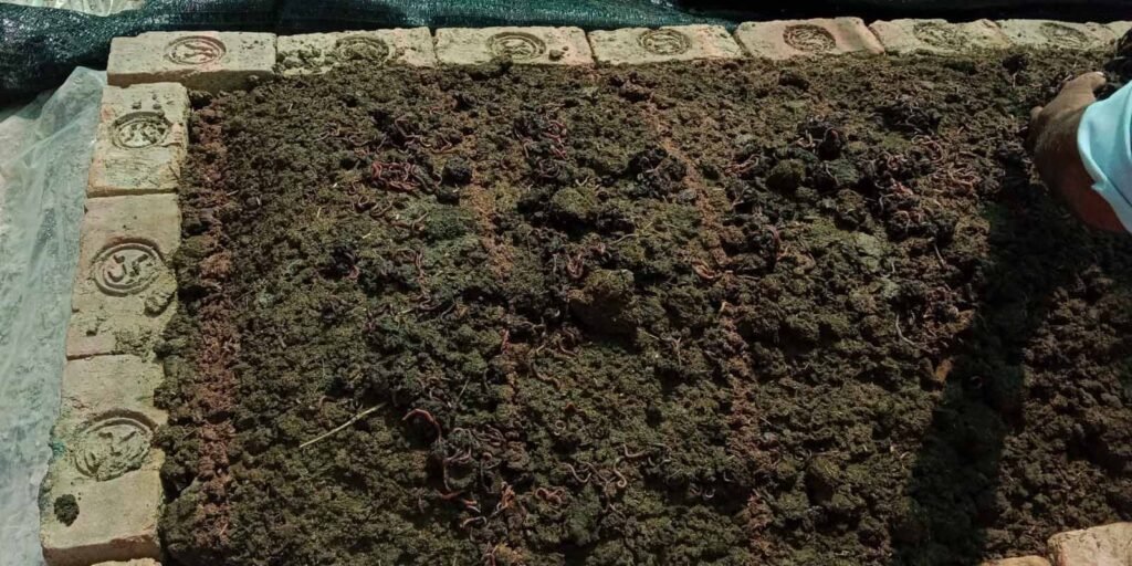 Vermicompost 2 vermicompost 3